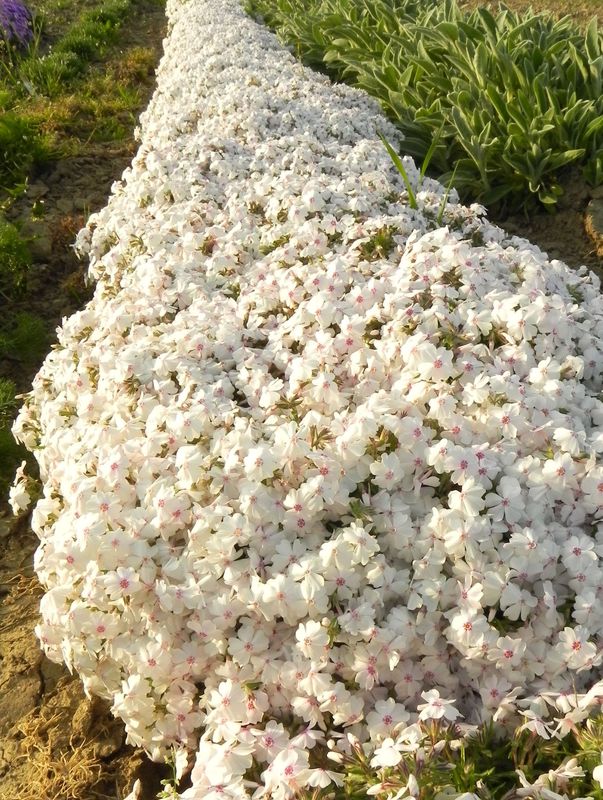 Phlox subulata ‘Amazing Grace’