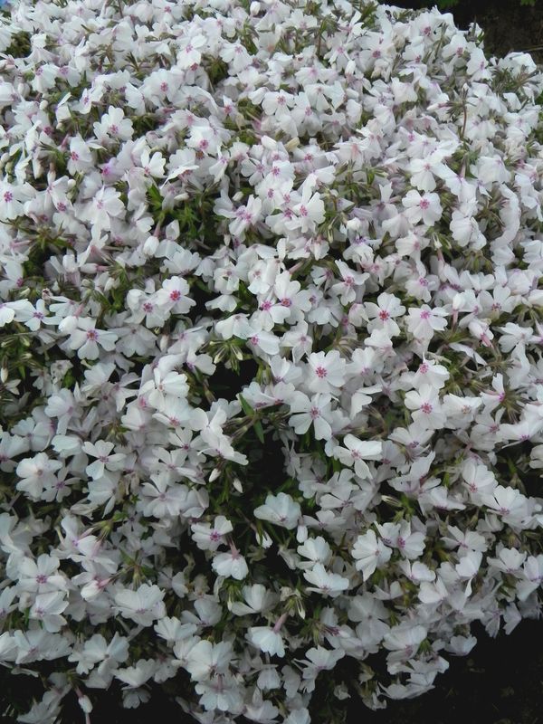 Phlox subulata ‘Amazing Grace’