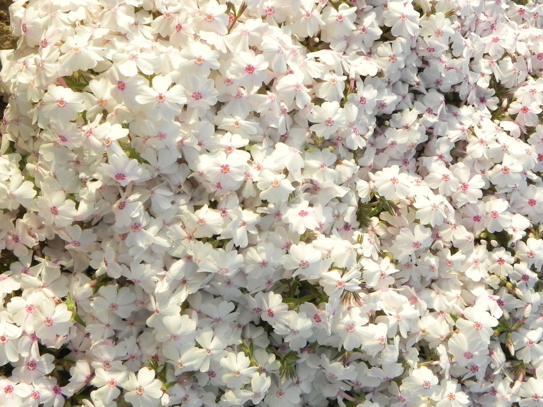 Phlox subulata ‘Amazing Grace’