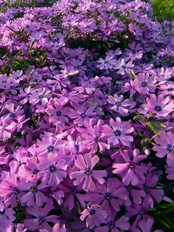 Phlox subulata ‘Purple Beauty’