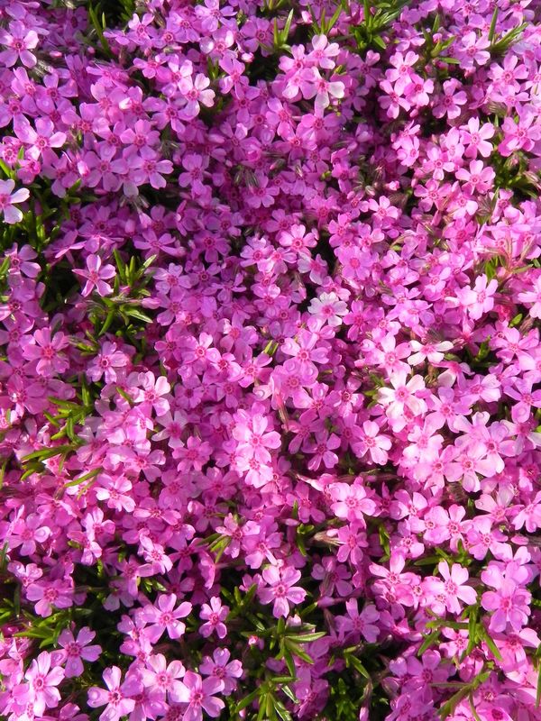 Phlox subulata ‘Zwergenteppich’