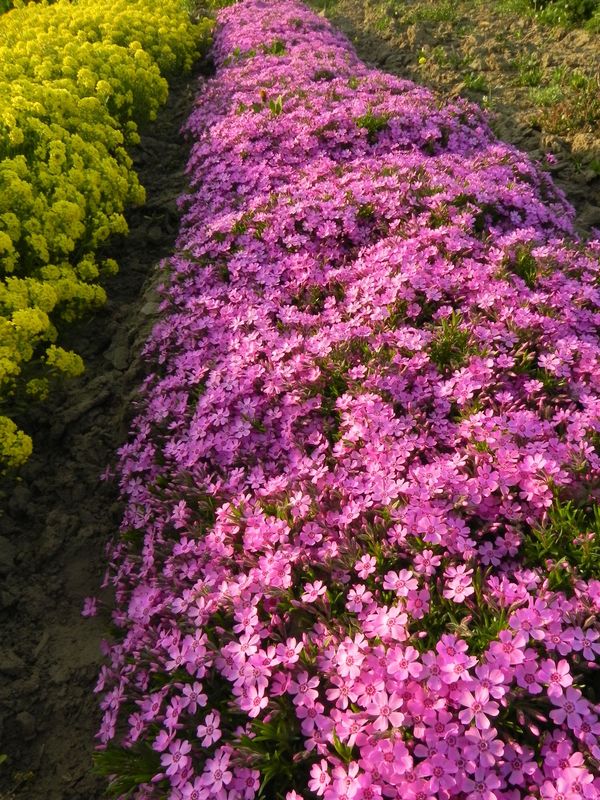 Phlox subulata ‘Zwergenteppich’