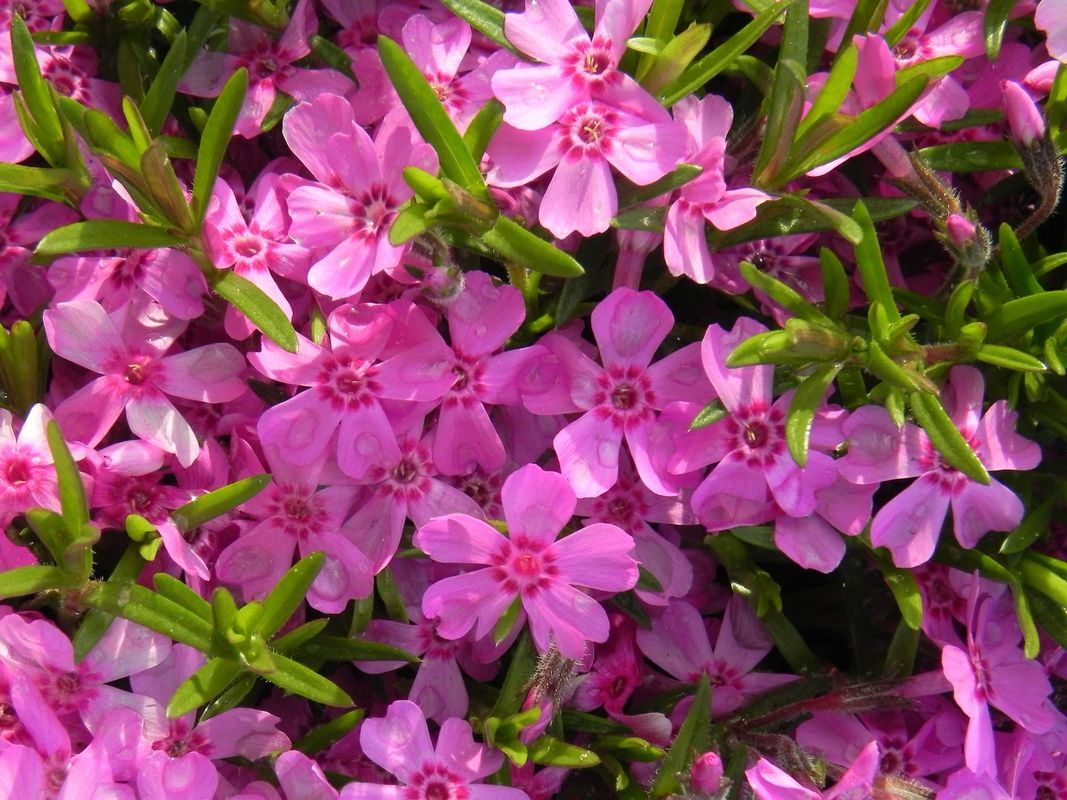 Phlox subulata ‘Zwergenteppich’
