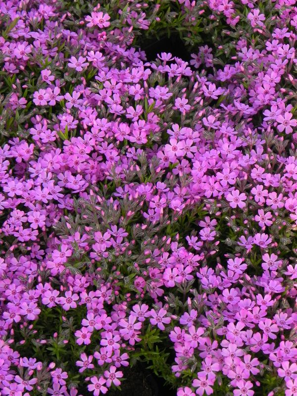 Phlox subulata ‘Zwergenteppich’