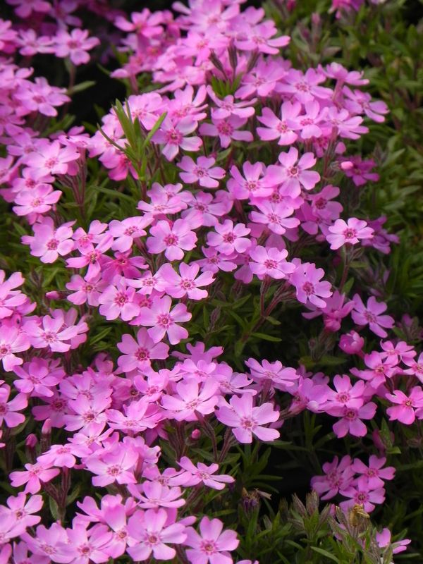 Phlox subulata ‘Zwergenteppich’