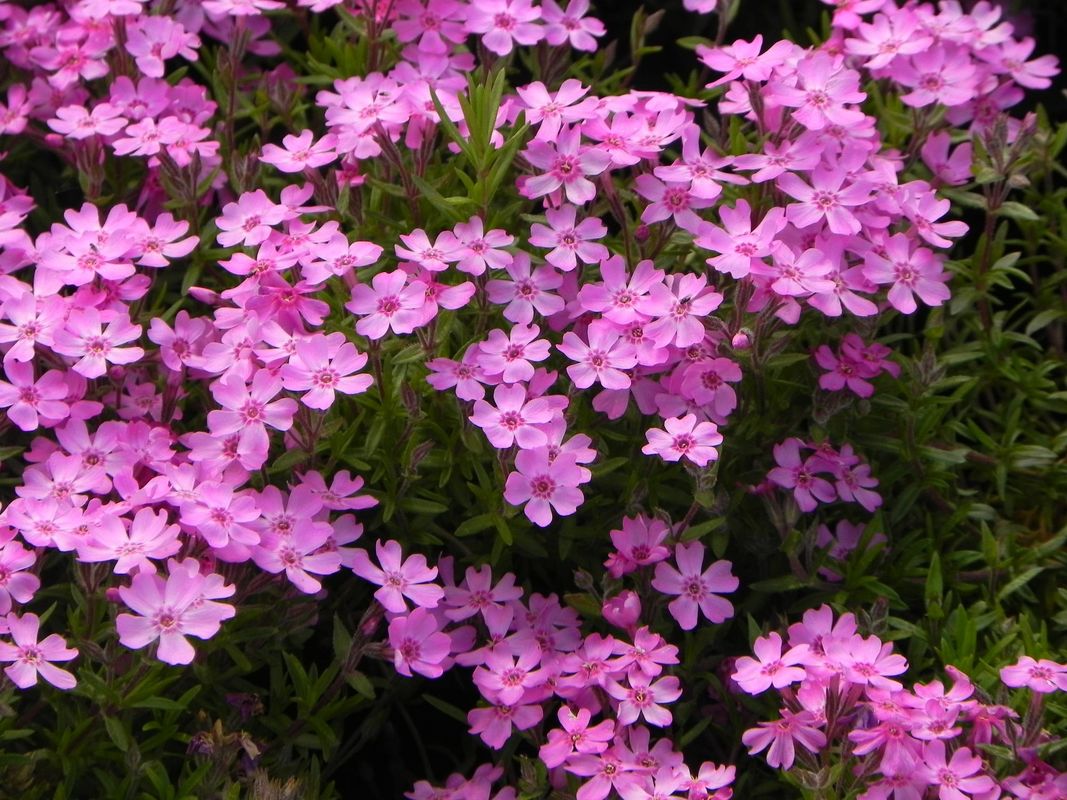 Phlox subulata ‘Zwergenteppich’