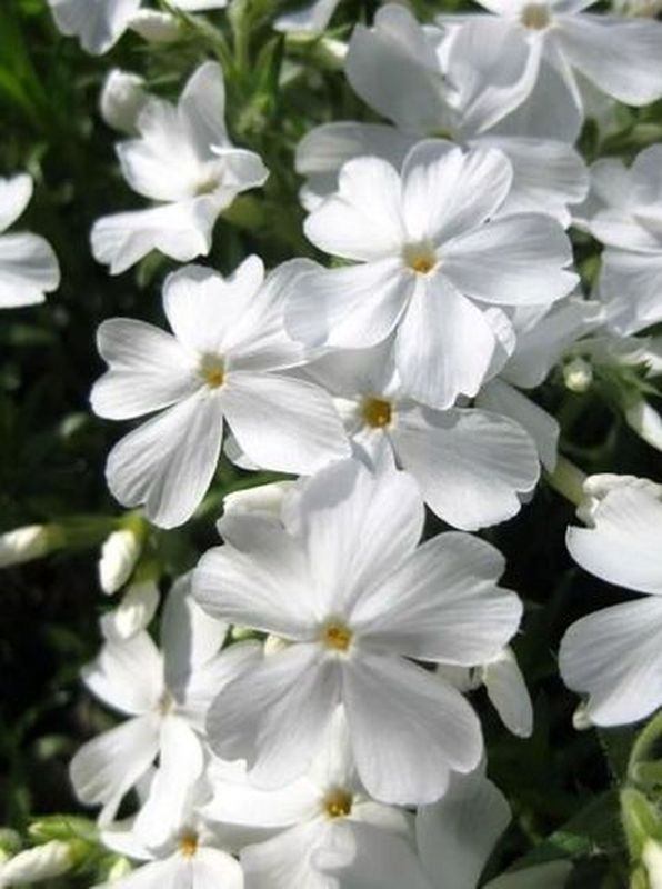 Phlox subulata ‘Maischnee’