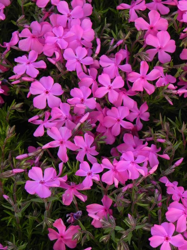 Phlox subulata ‘McDaniel`s Cushion’