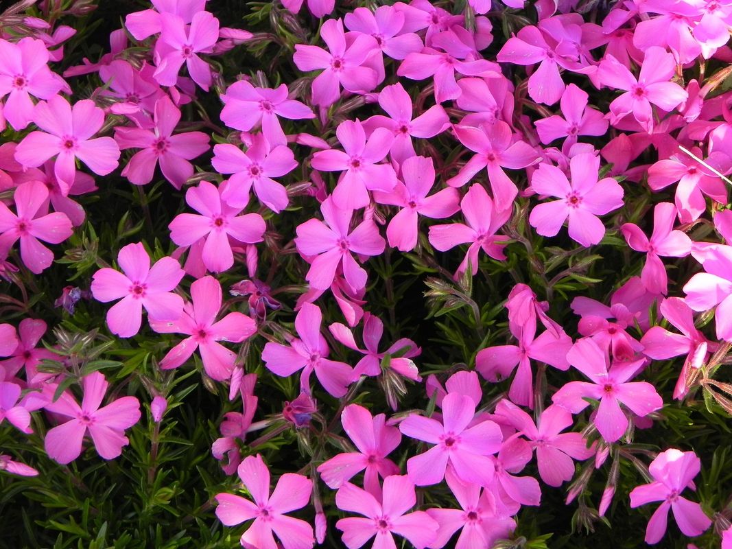 Phlox subulata ‘McDaniel`s Cushion’