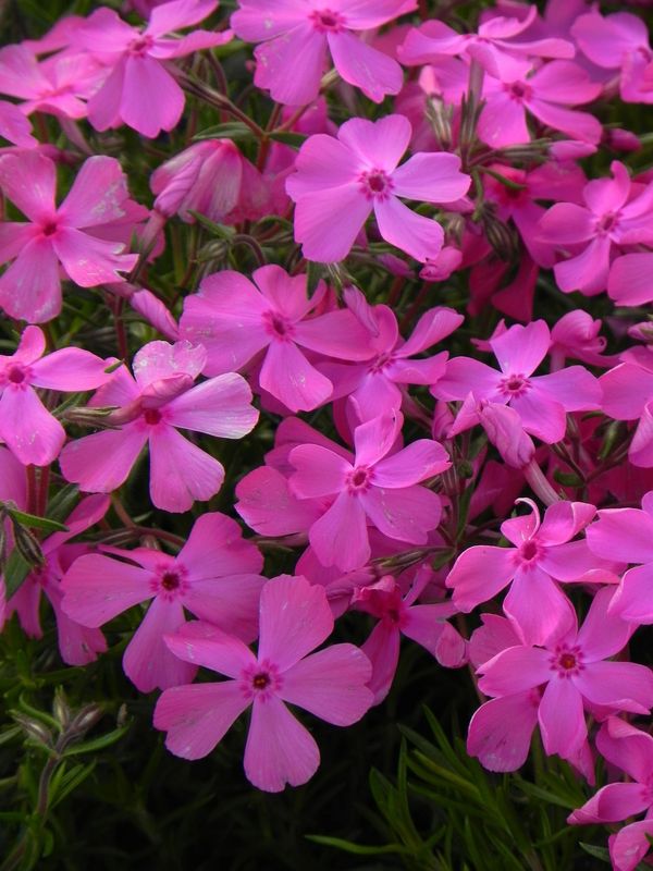 Phlox subulata ‘McDaniel`s Cushion’