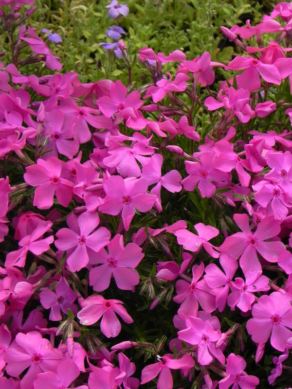 Phlox subulata ‘McDaniel`s Cushion’