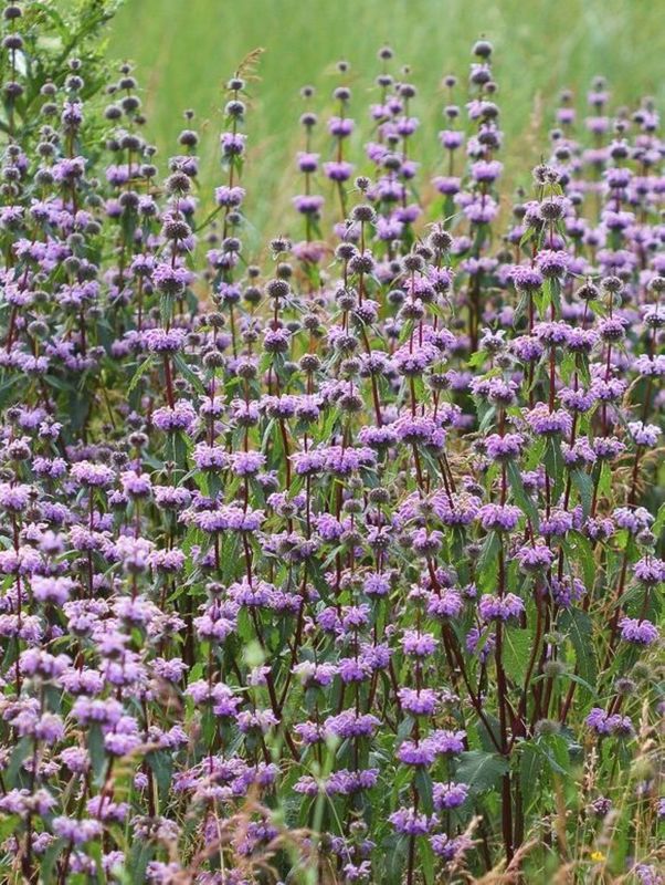 Phlomis tuberosa
