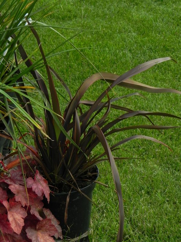 Phormium tenax ‘Purpurea’