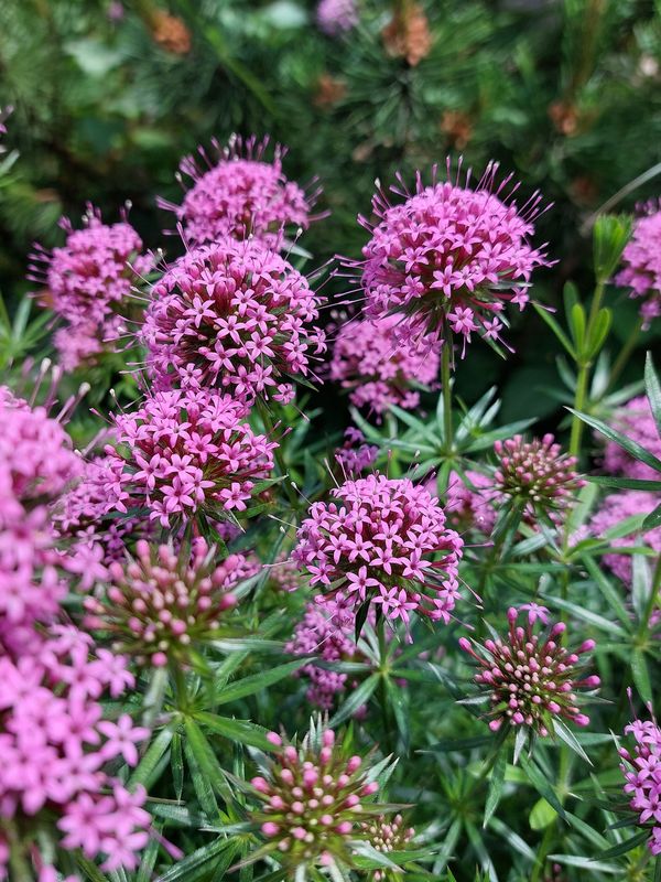 Phuopsis stylosa