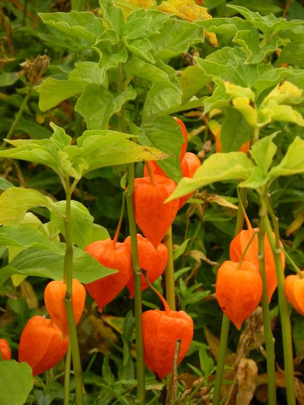 Physalis alkekengi ‘Franchetii’