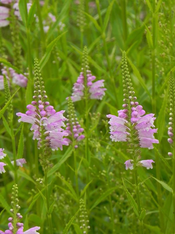 Physostegia virginiana ‘Rose’