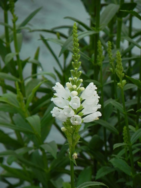 Physostegia virginiana ‘Alba’