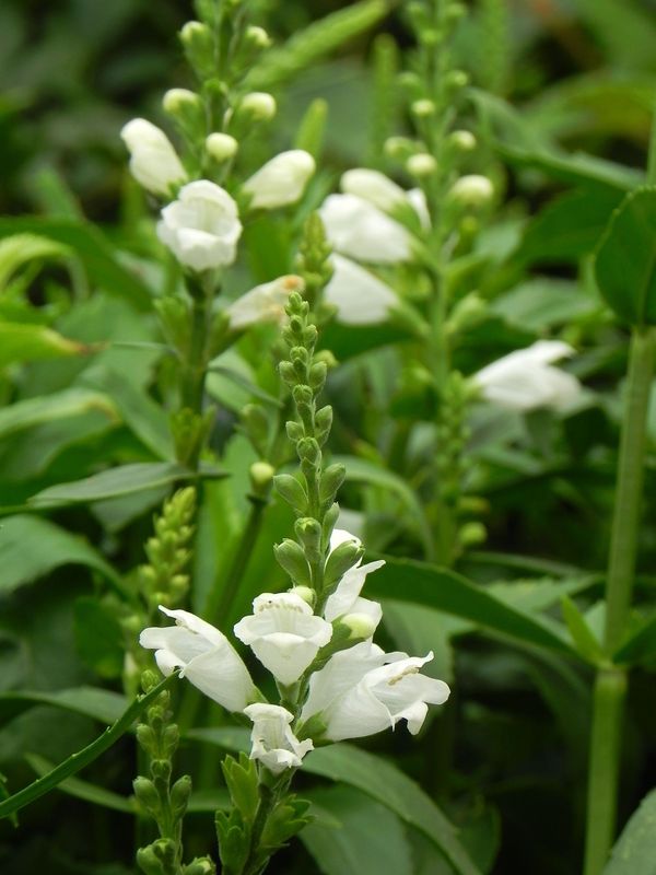 Physostegia virginiana ‘Crystal Peak White’