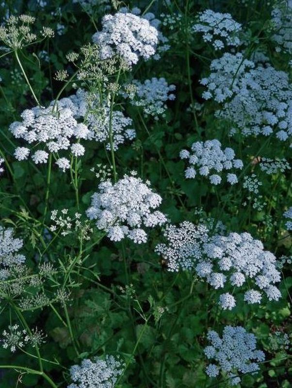 Pimpinella anisum