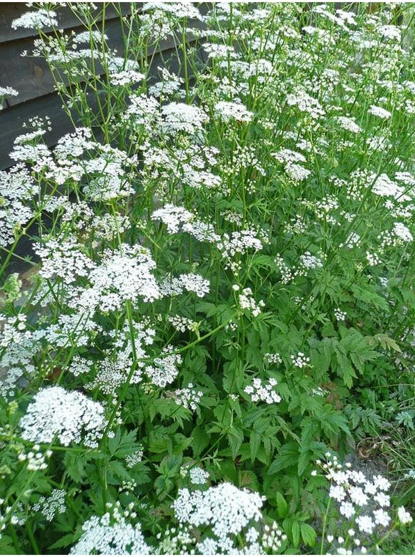 Pimpinella major