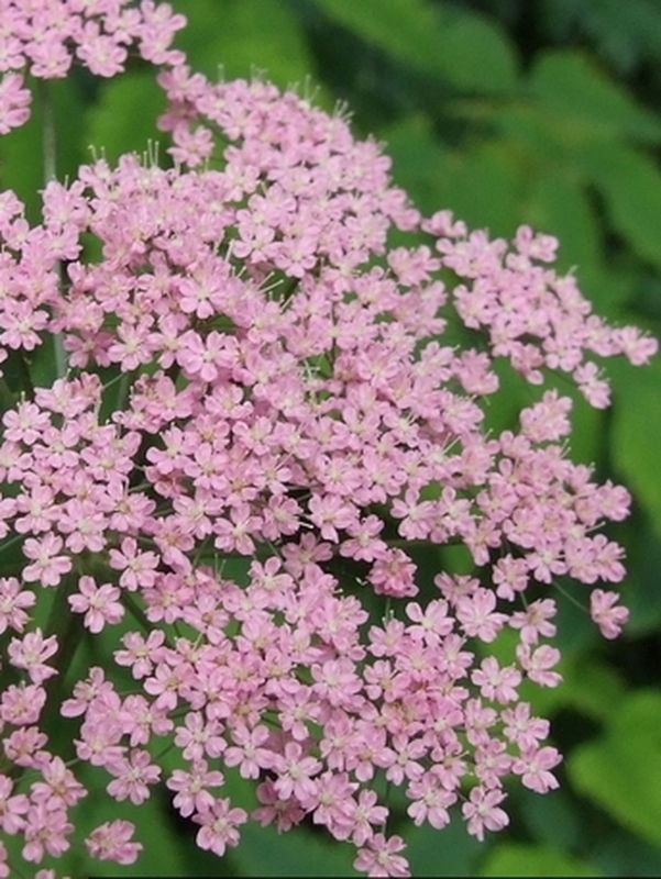 Pimpinella major ‘Rosea’