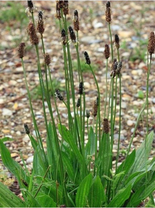 Plantago lanceolata ‘Libor’