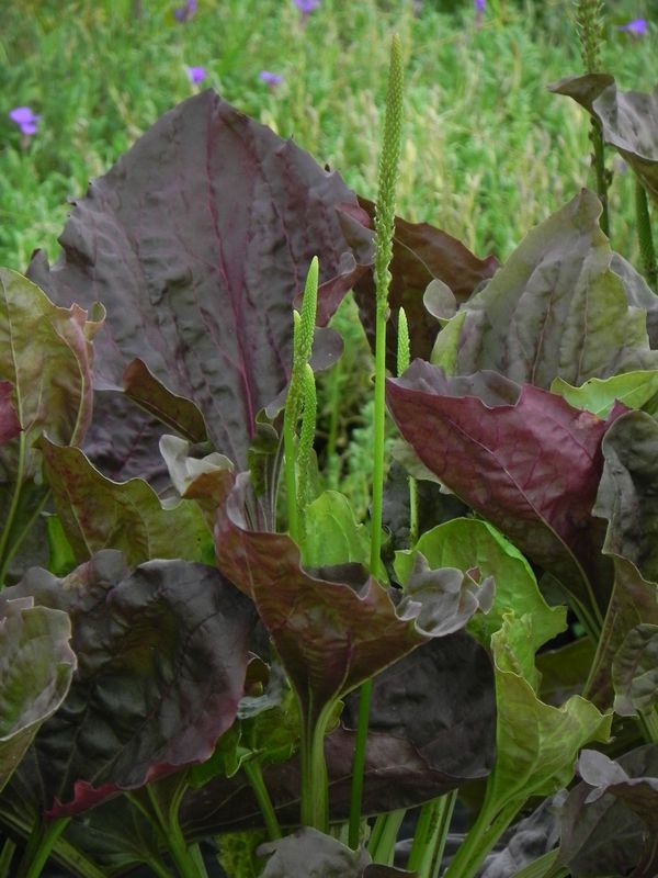 Plantago major ‘Purpurea’