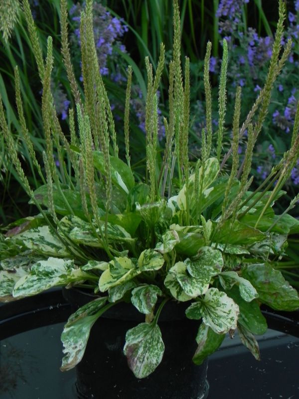Plantago major ‘Variegata’