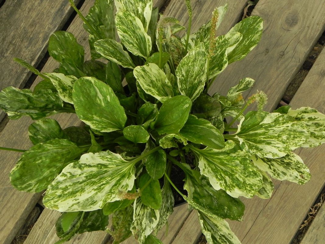 Plantago major ‘Variegata’