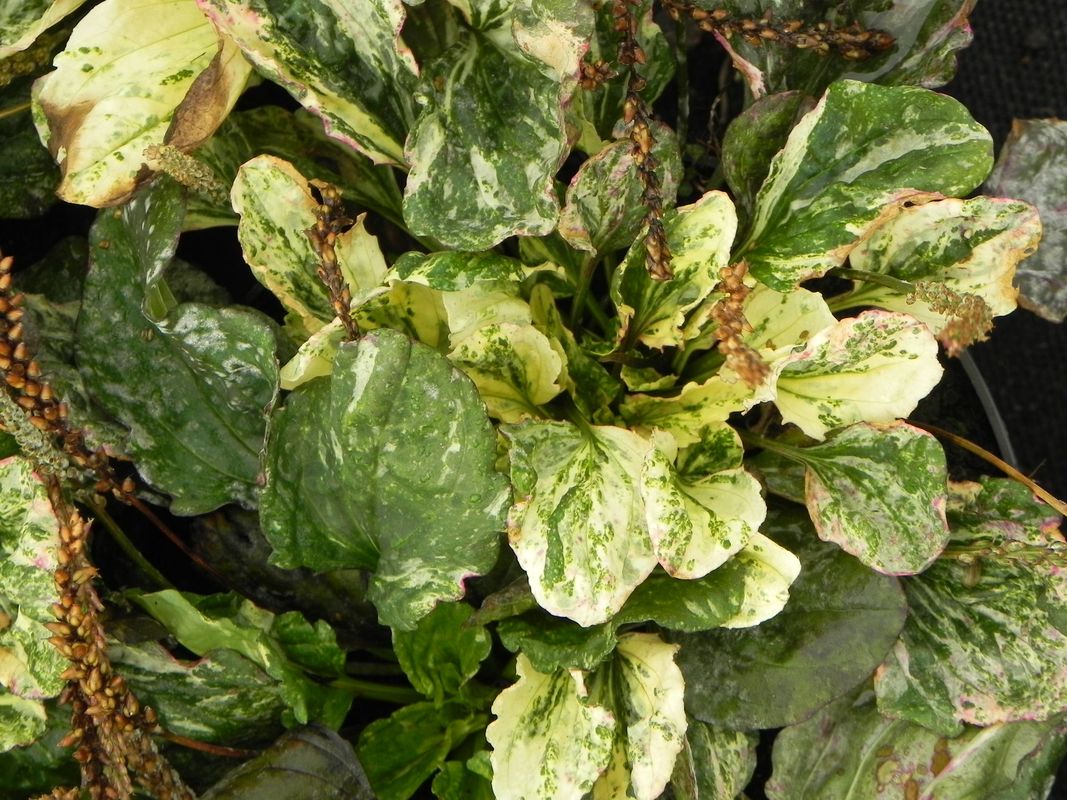 Plantago major ‘Variegata’
