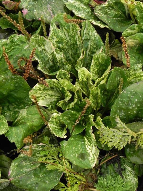 Plantago major ‘Variegata’