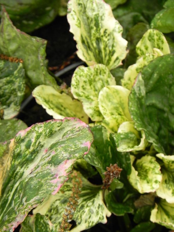 Plantago major ‘Variegata’