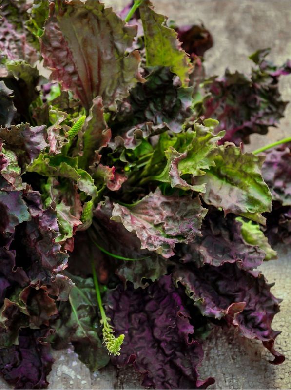 Plantago major ‘Purple Perversion’