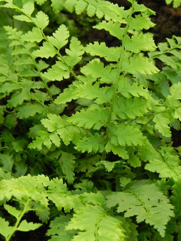 Polystichum braunii