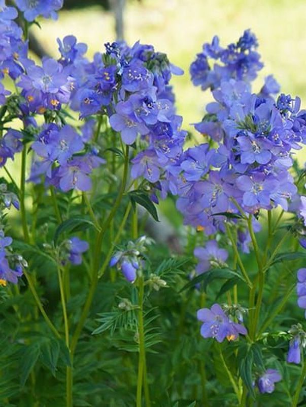 Polemonium caeruleum