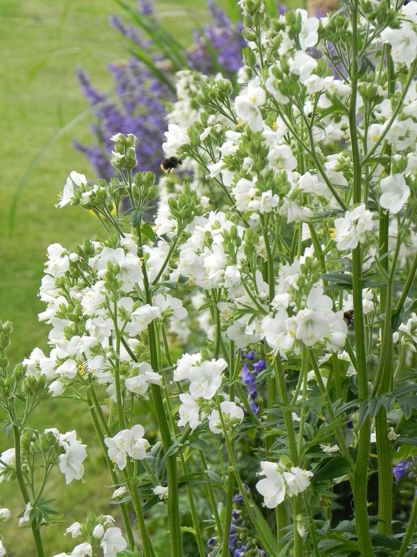 Polemonium caeruleum ‘Alba’