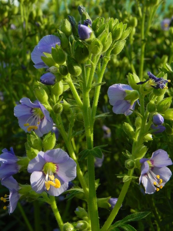 Polemonium caeruleum ‘Bambino Blue’