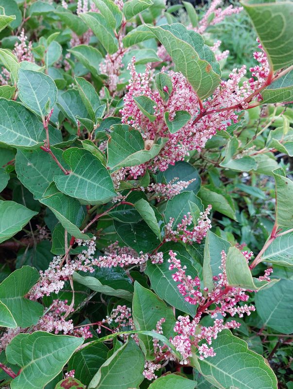 Polygonum compactum ‘Roseum’