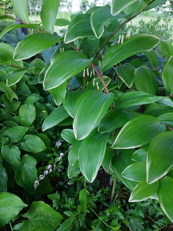 Polygonatum falcatum ‘Variegatum’