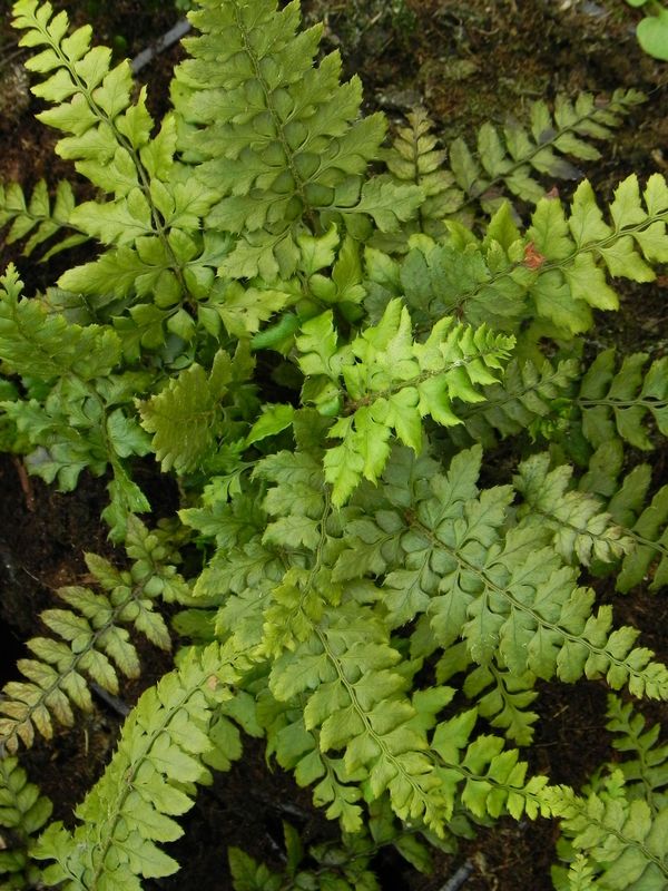 Polystichum makinoi