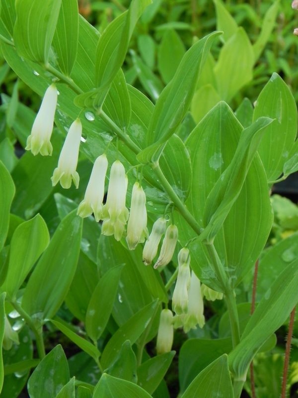 Polygonatum mulltiflorum
