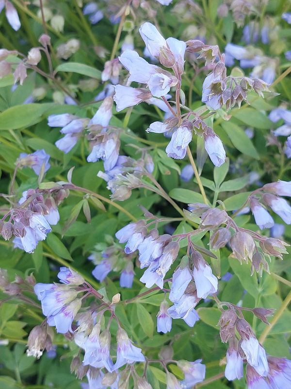 Polemonium reptans