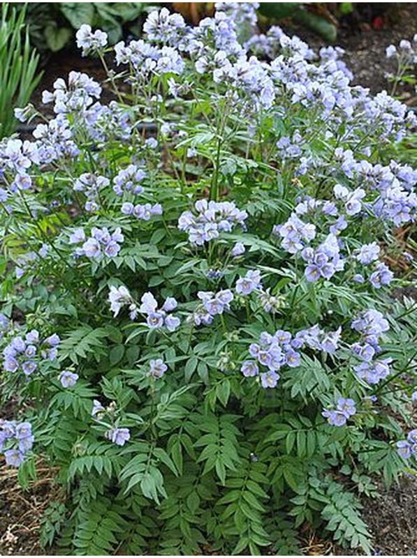 Polemonium reptans ‘Heaven Scent’