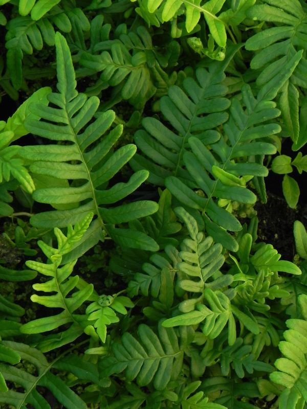 Polypodium vulgare