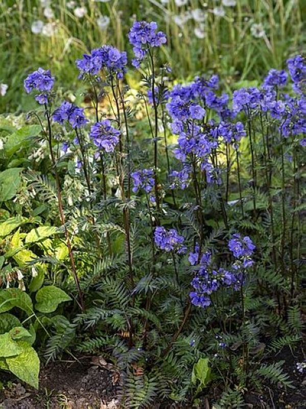 Polemonium yezoense ‘Bressingham Purple’