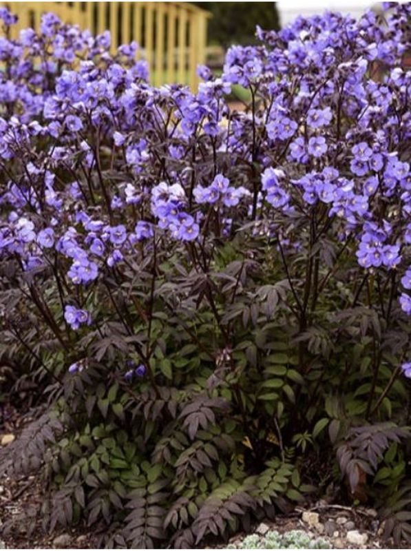 Polemonium yezoense ‘Purple Rain’