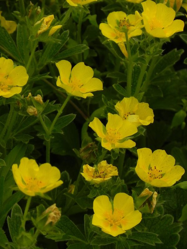 Potentilla megalantha
