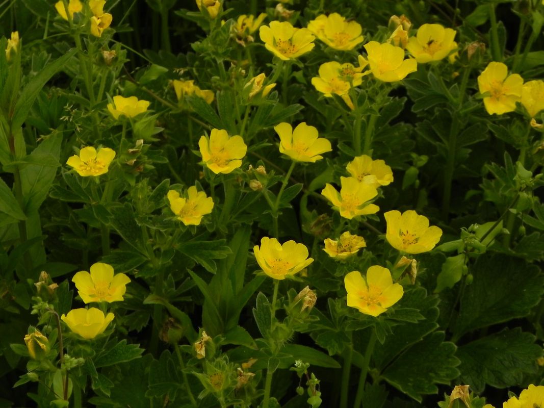 Potentilla megalantha
