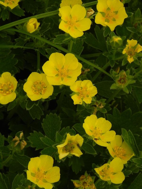 Potentilla megalantha