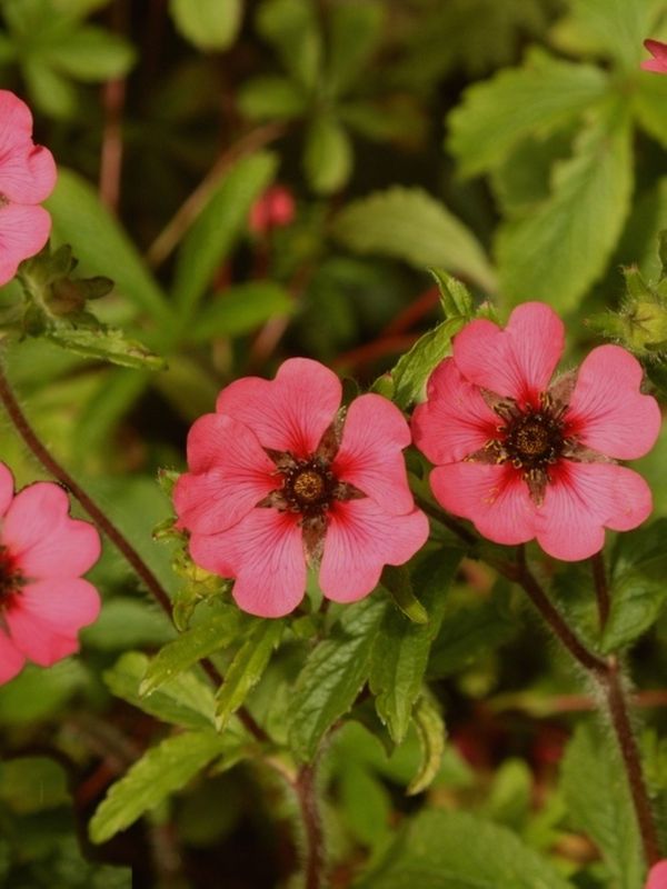 Potentilla nepalensis ‘Ron McBeath’